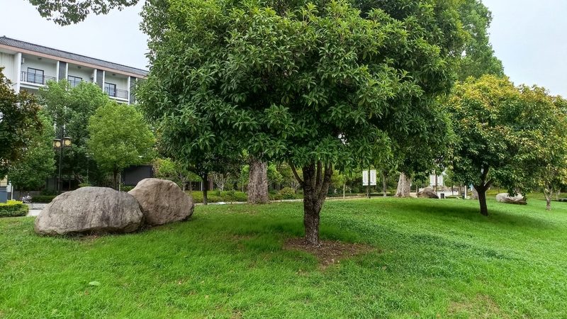 绿化工程苗木规格验收标准：关键要素与验收要点**