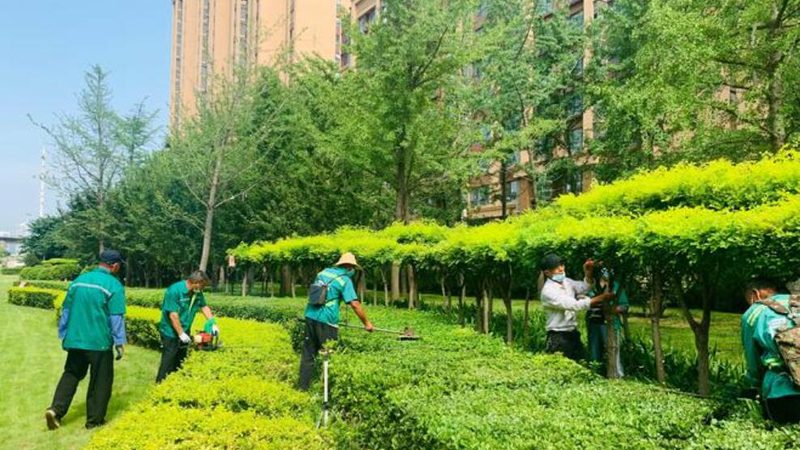 垂直绿化植物墙：打造城市绿色新景观**